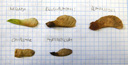 früchte von eschen-ahorn (acer negundo), berg-ahorn (acer pseudoplatanus), spitz-ahorn (acer platanoides), feld-ahorn (acer campestre) und tatarischer steppen-ahorn ( || foto details: 2009-01-26, innsbruck, austria, Pentax W60.